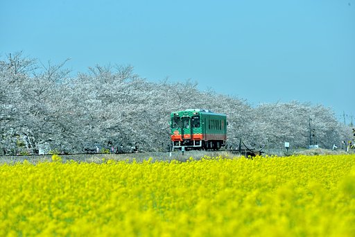 真岡鉄道　春