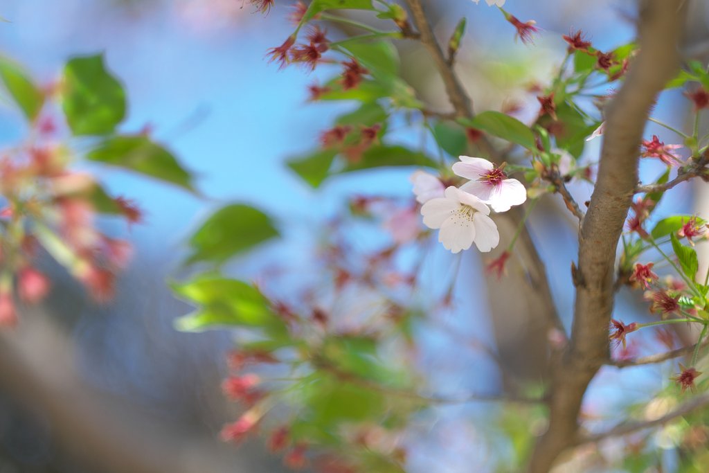 桜もおわりです