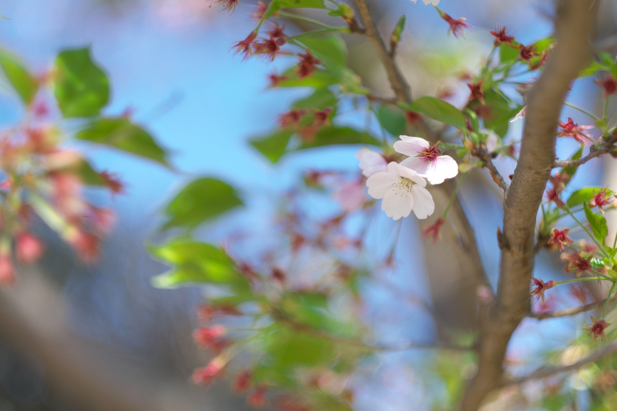 桜もおわりです