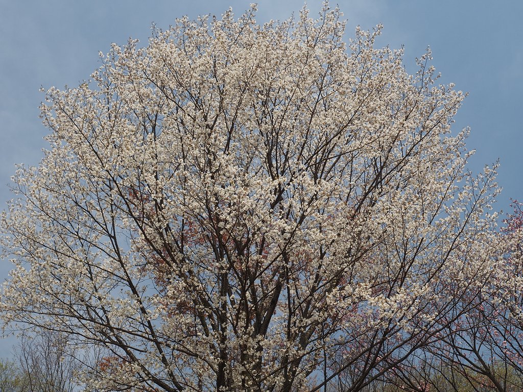 選抜、チーム桜
