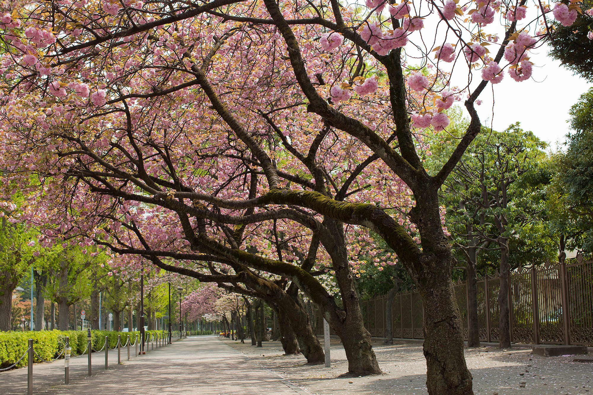 爛漫の八重桜