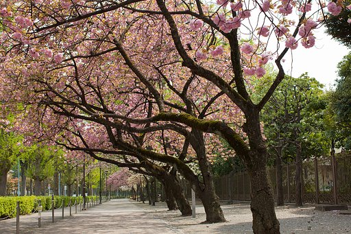 爛漫の八重桜