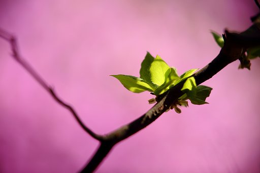 若葉の頃
