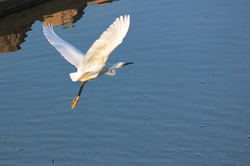 コサギが飛ぶ