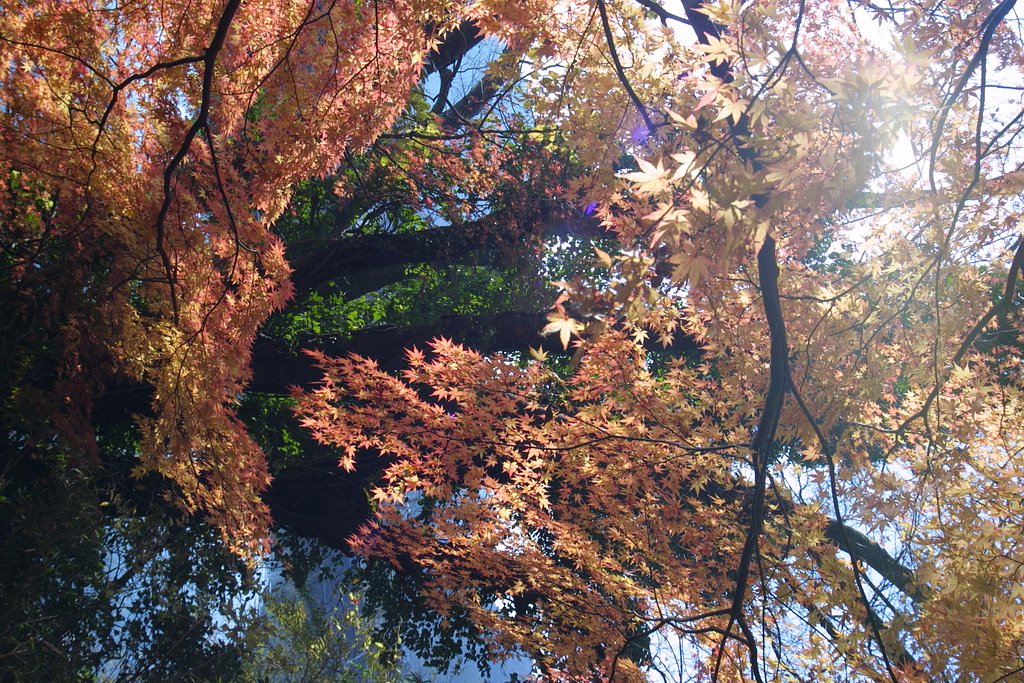 １月の紅葉