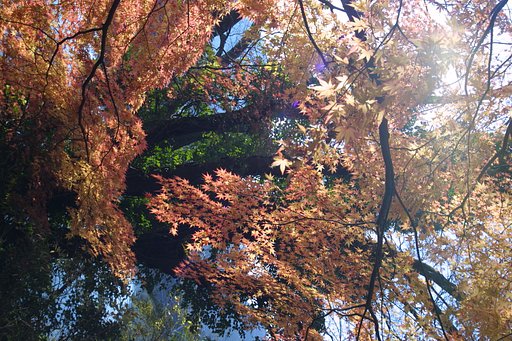 １月の紅葉