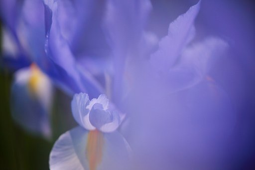 紫炎