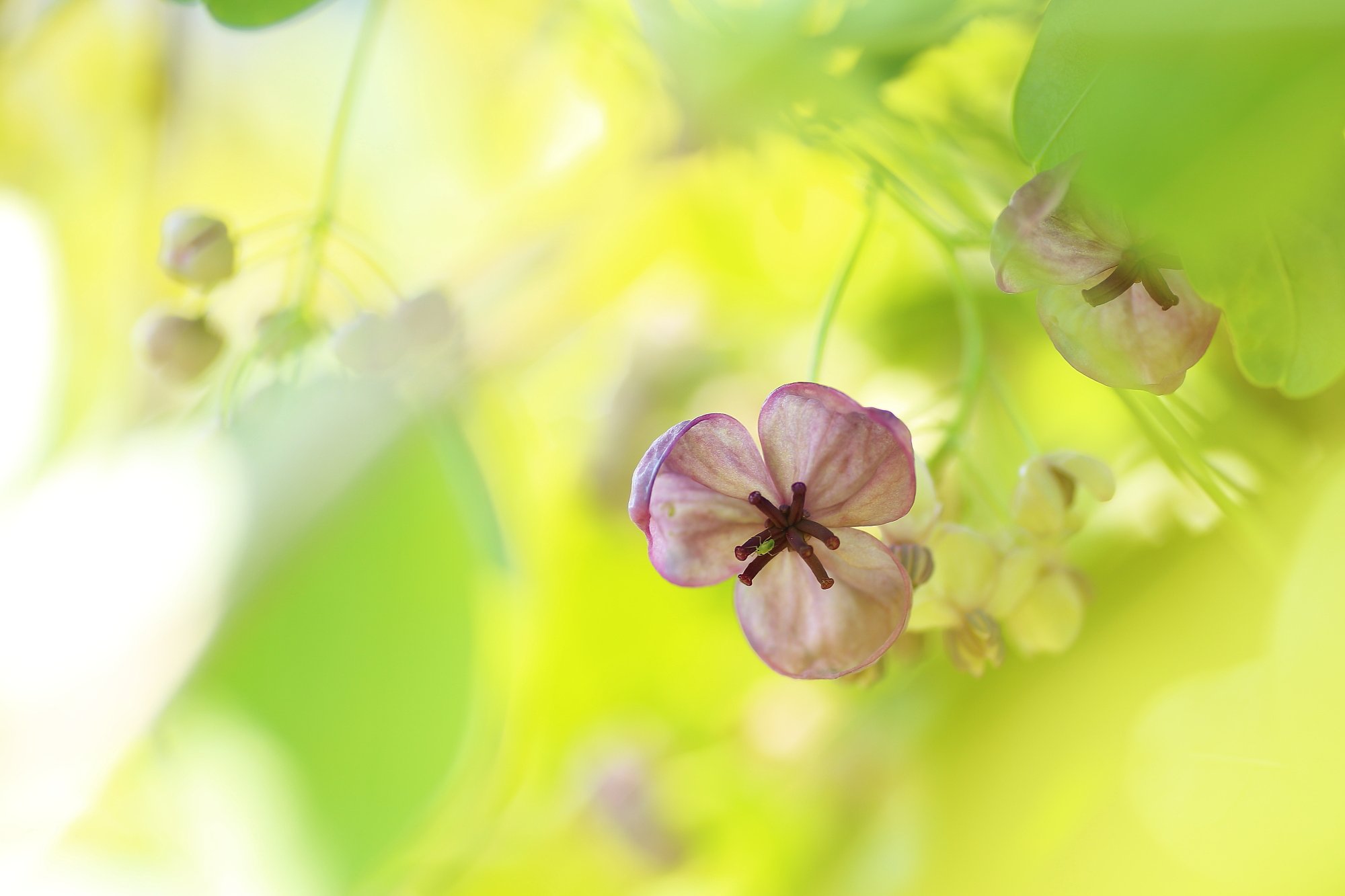 アケビの雌花
