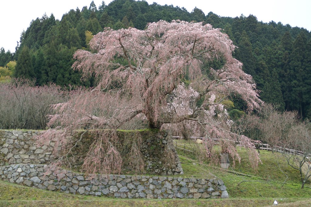 又兵衛桜