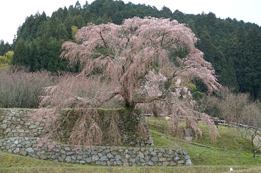 又兵衛桜