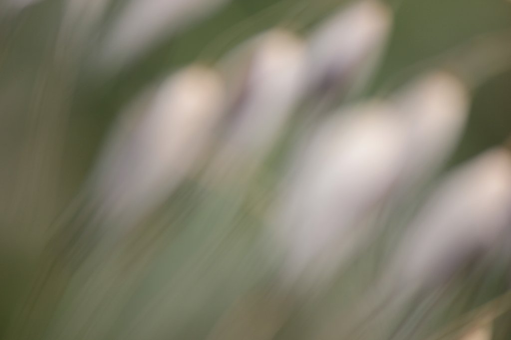 【抽★象】草魂