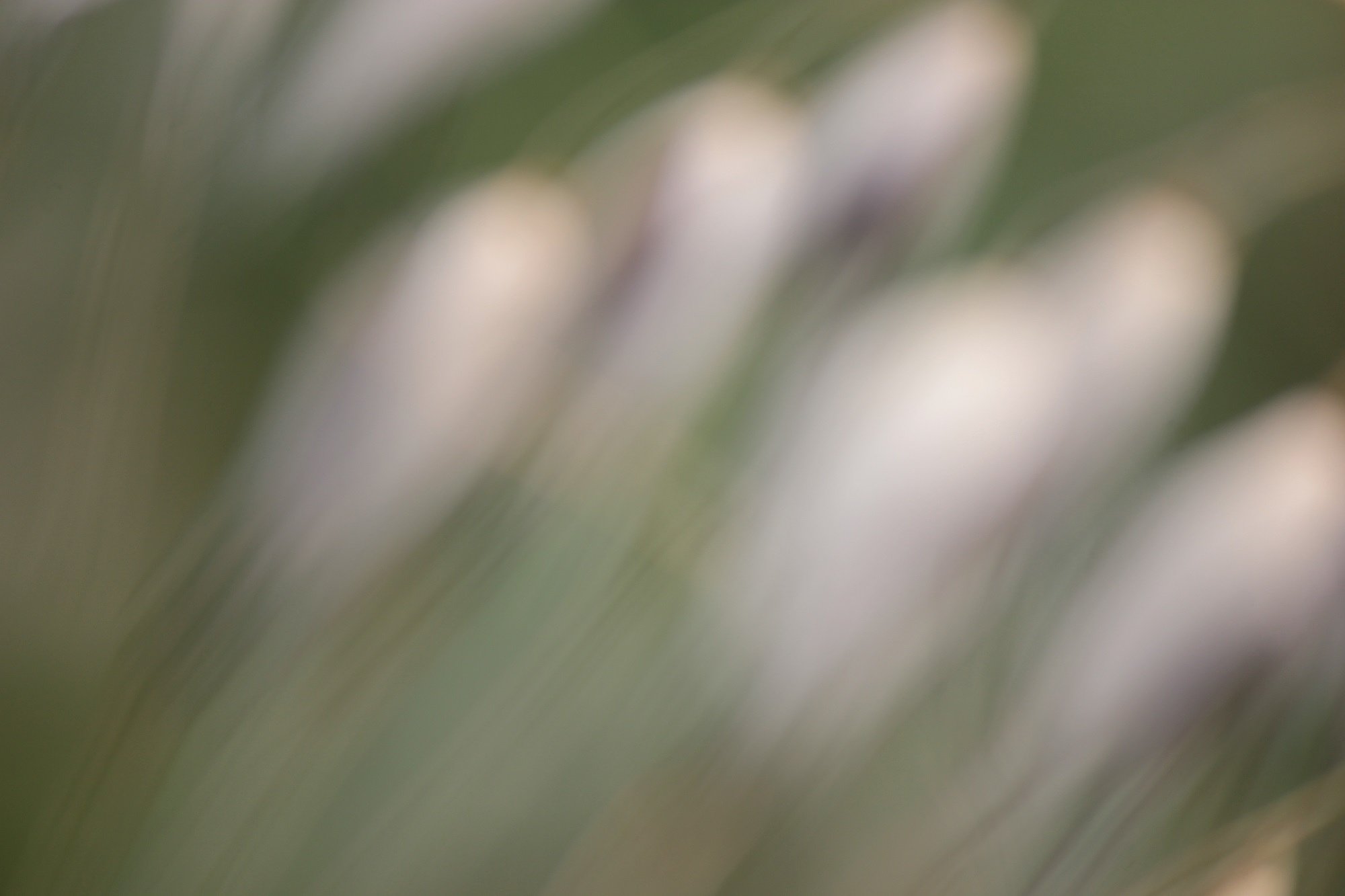 【抽★象】草魂
