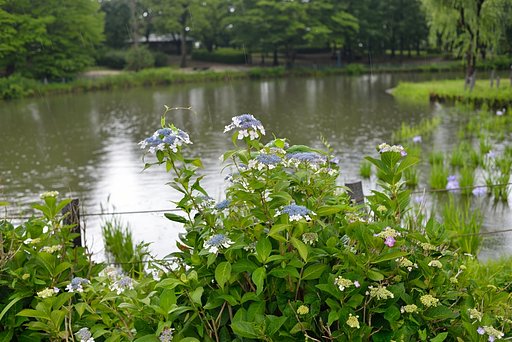 梅雨Ⅱ