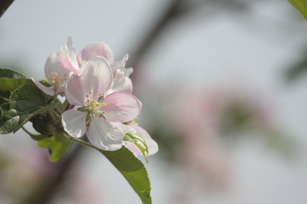 林檎の花