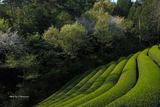新茶と新緑と