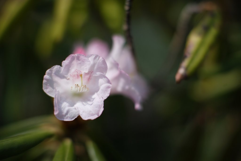 石楠花
