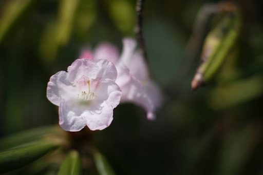 石楠花