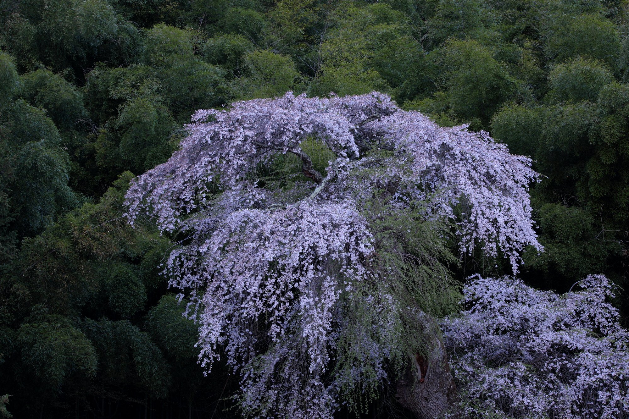 竹林の蒼翁