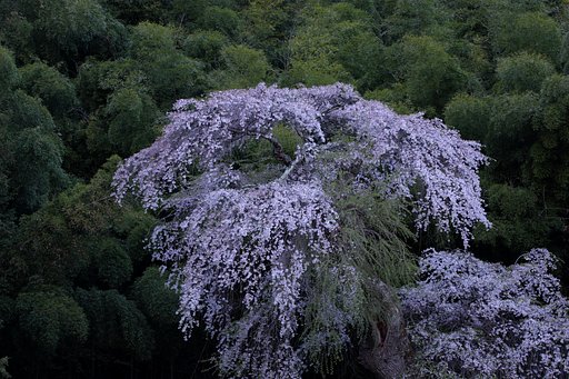 竹林の蒼翁