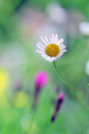 【抽象】風に吹かれて