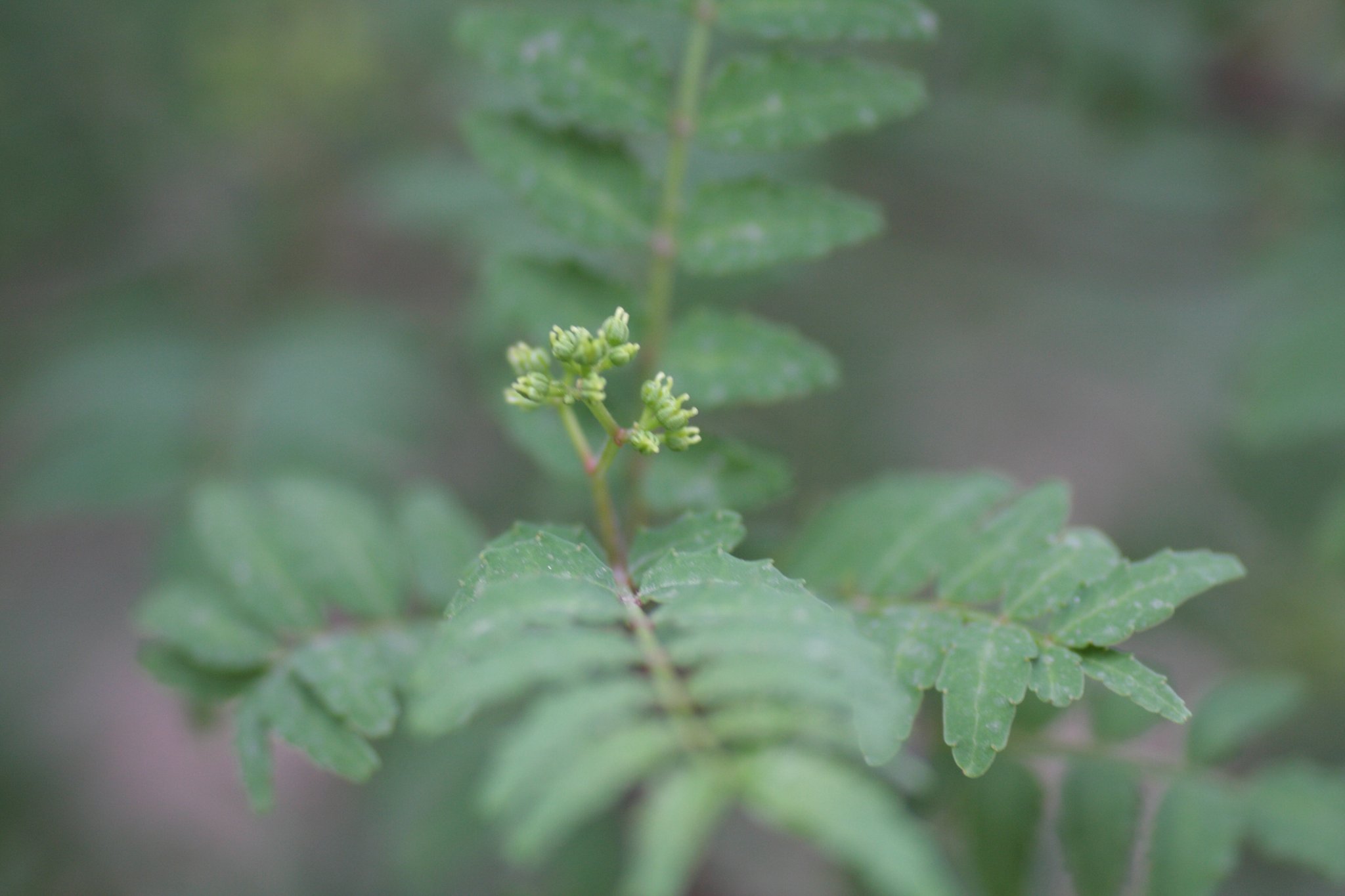 山椒の花？