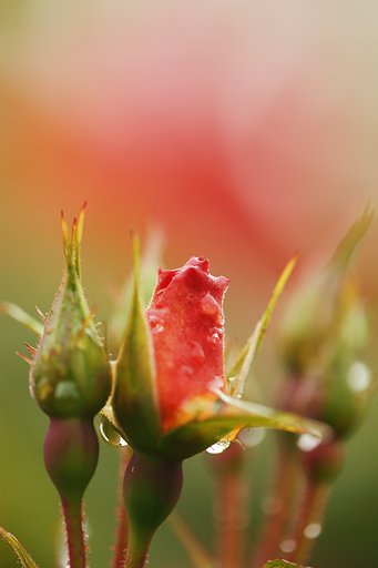 間もなく開花