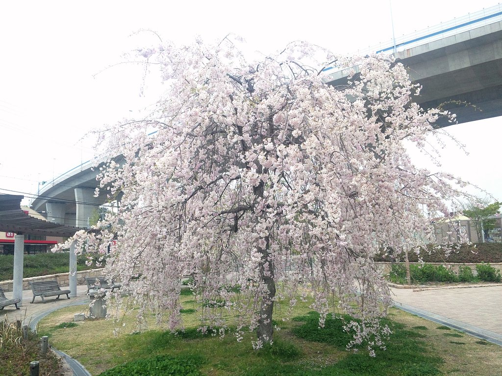 しだれサクラ