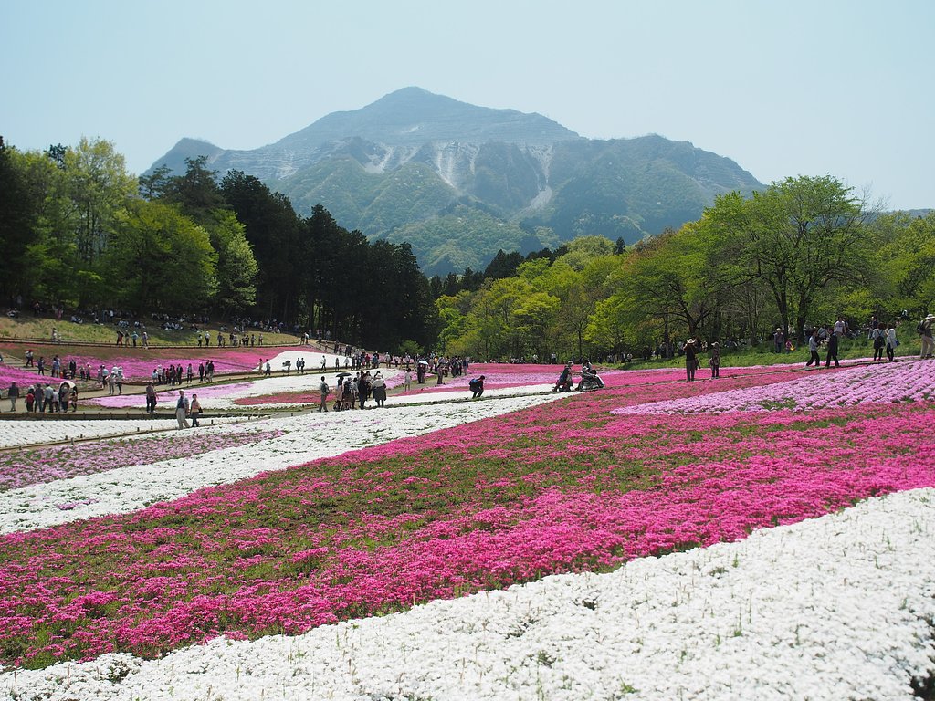 芝桜の絵皿
