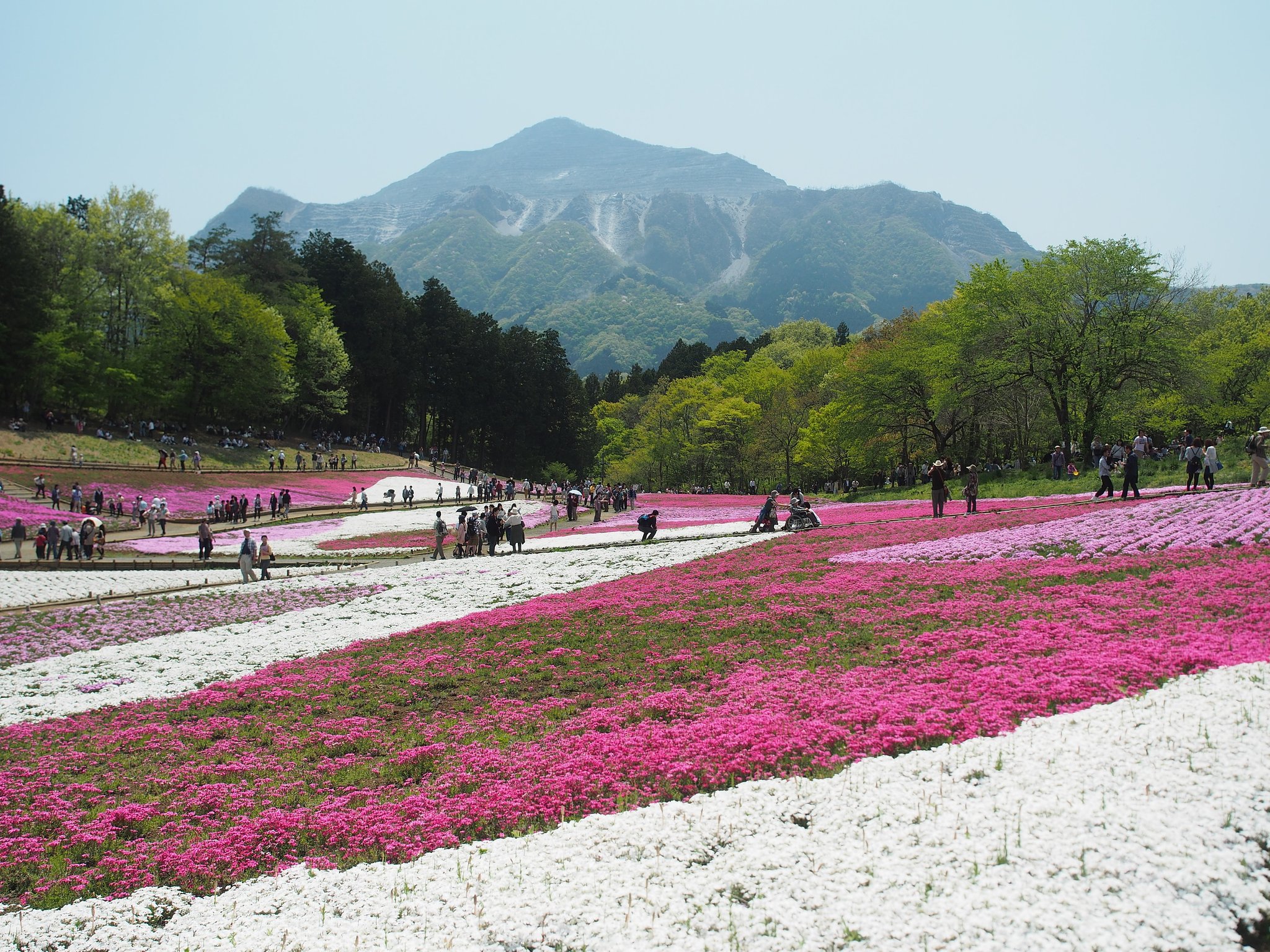 芝桜の絵皿