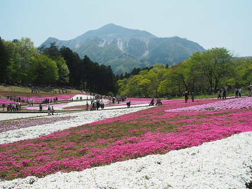 芝桜の絵皿
