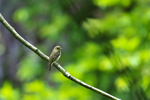 ♀キビタキ登場か？