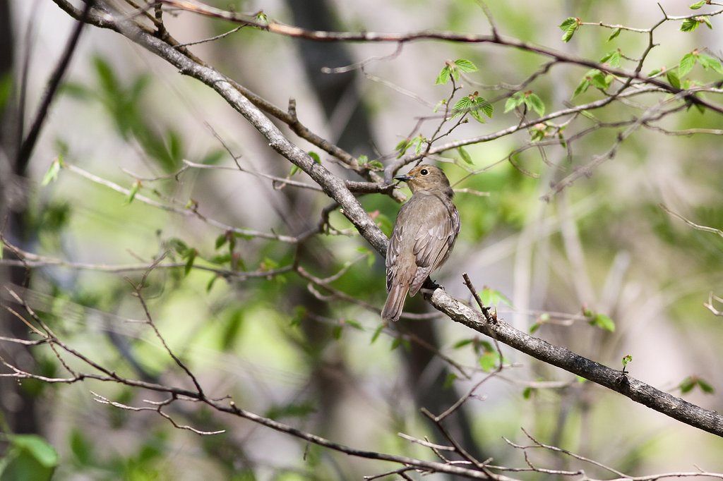 ♀オオルリ登場