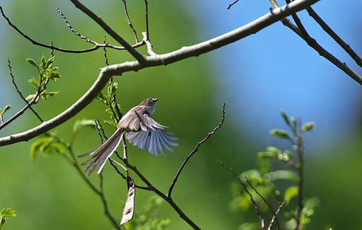 若エナガ飛ぶ