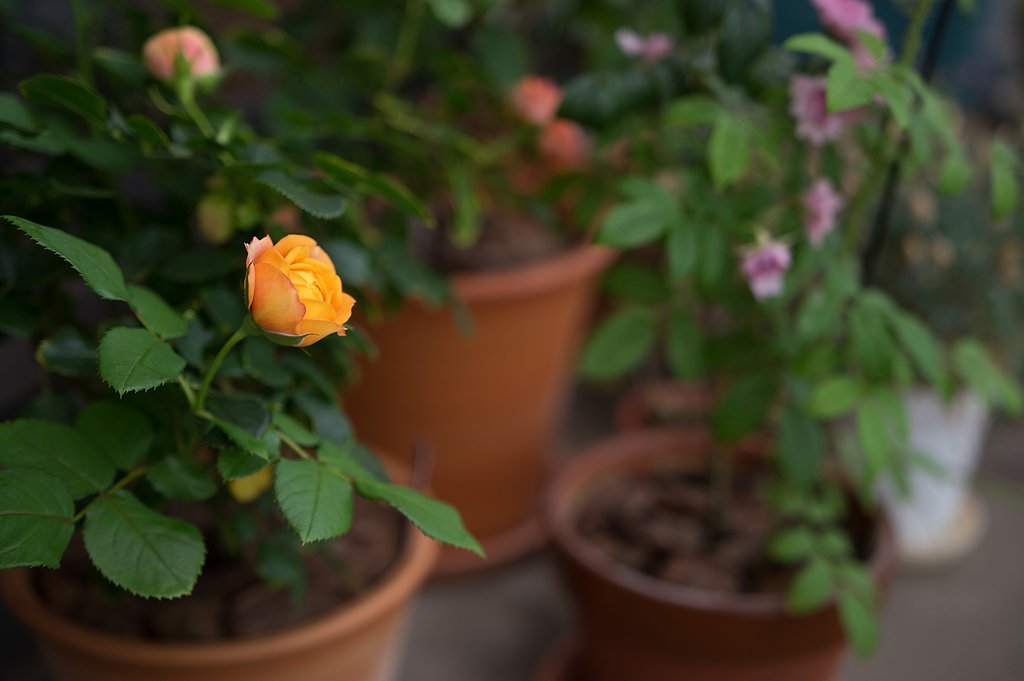 ベランダの薔薇