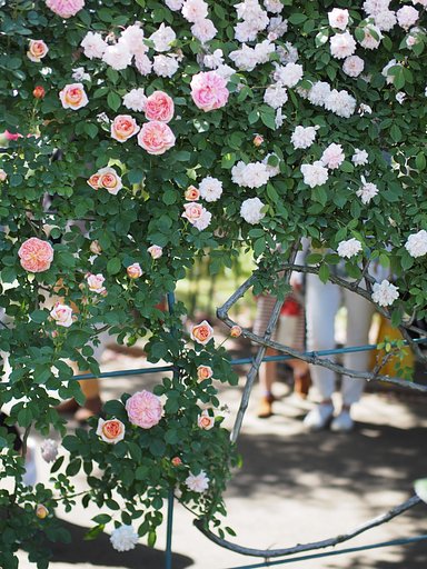 薔薇のトンネル