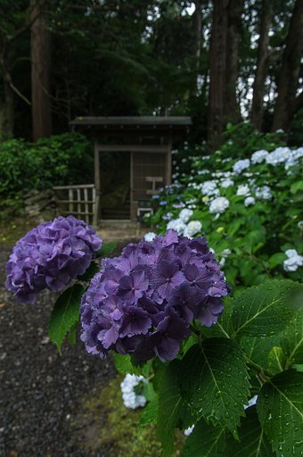 あじさい寺本領Ⅱ