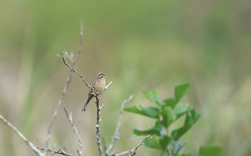 ホオジロ♀