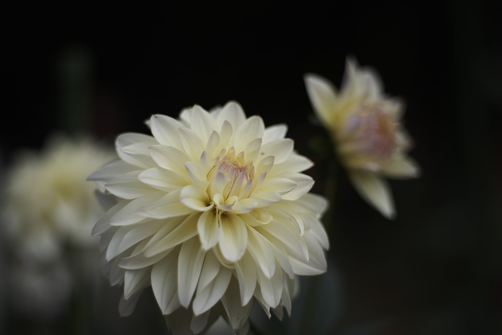 Sonnar 1:2 f=85mm