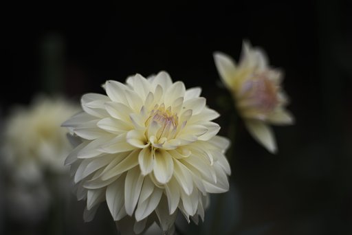 Sonnar 1:2 f=85mm