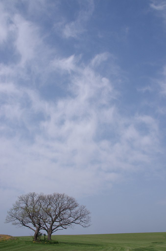 双子の樹