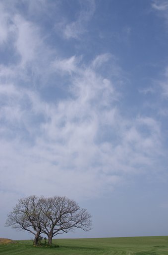 双子の樹