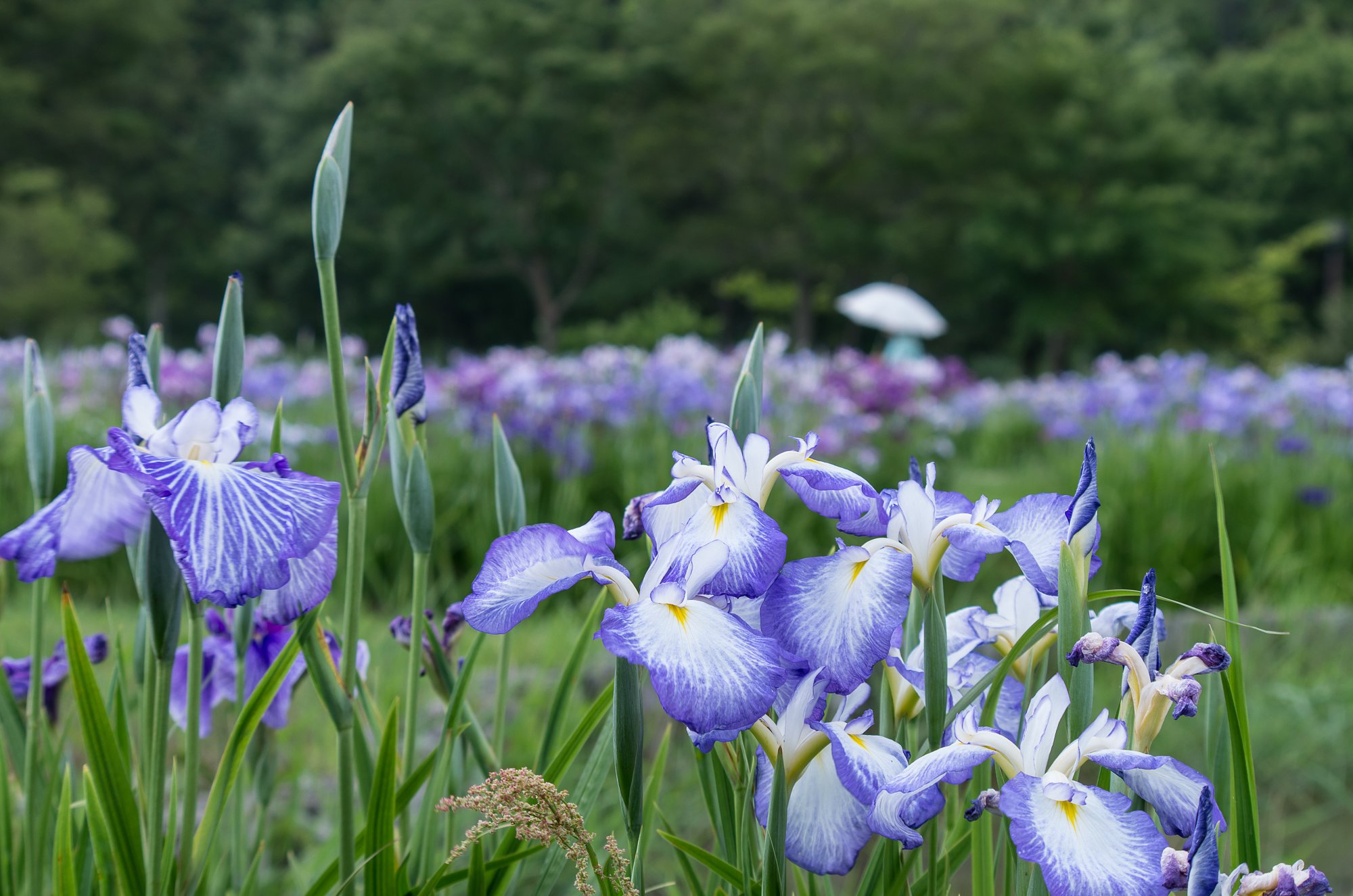 初夏のスケッチⅡ