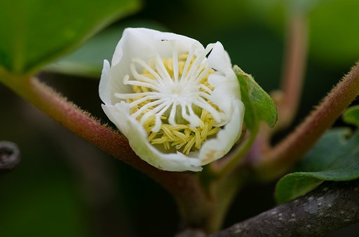 キウイフルーツの花。