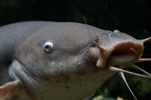 お魚図鑑　No.2