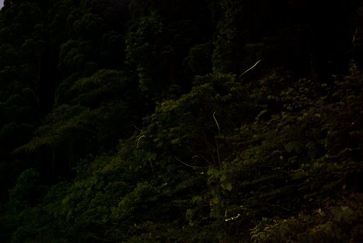蛍。