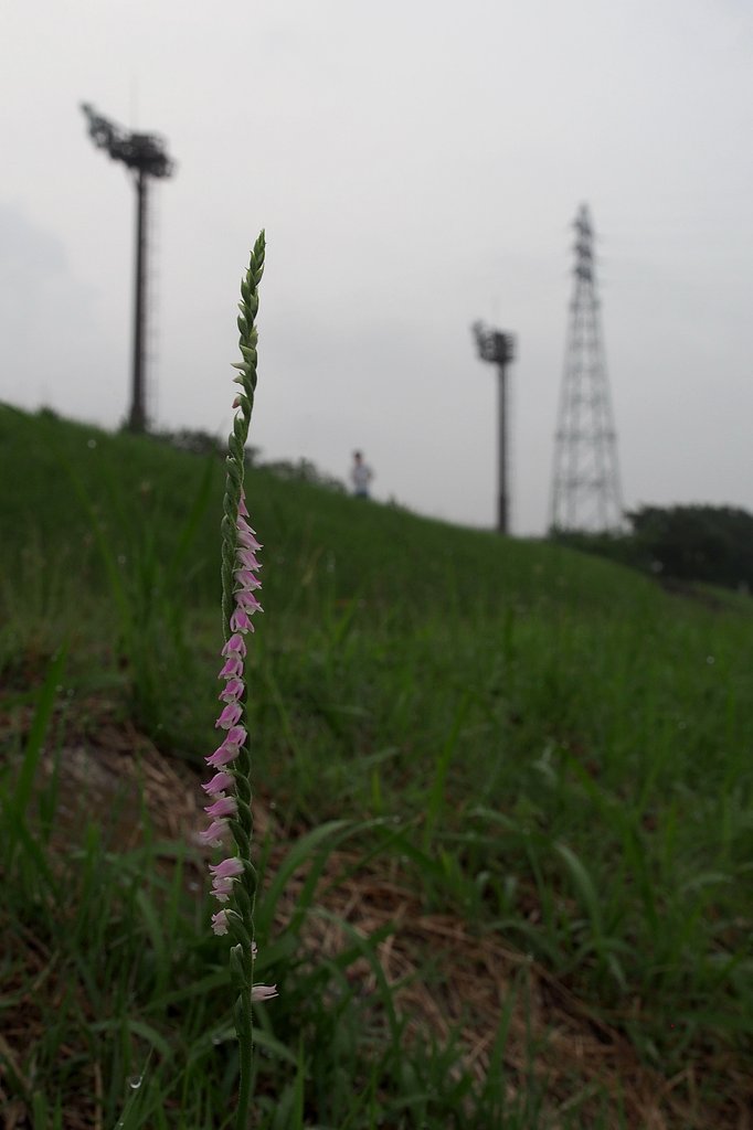 ネジ花の咲く頃