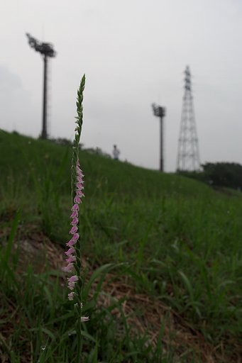 ネジ花の咲く頃