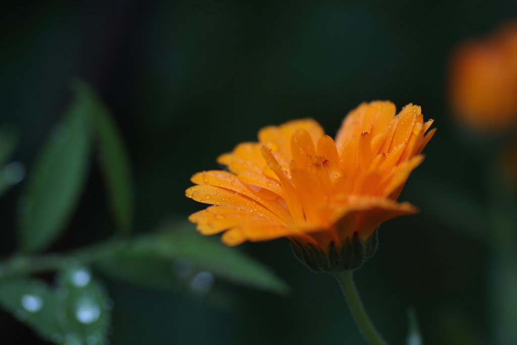 金盞花