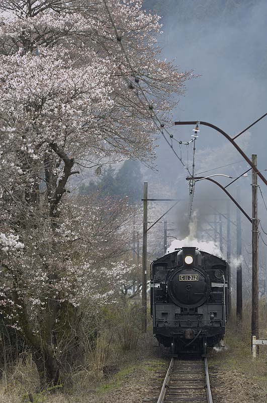 家山の桜
