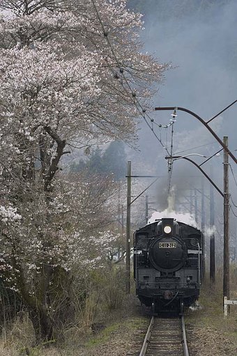 家山の桜